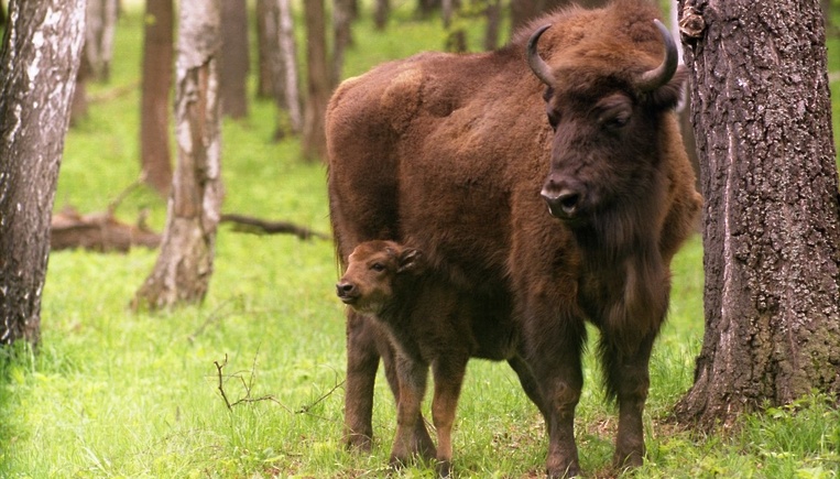Общение с животными