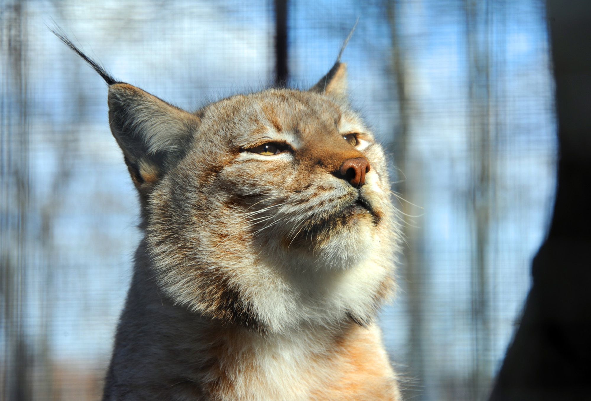 Мини-зоопарк в отеле «Царьград»