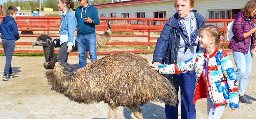 Общение с животными