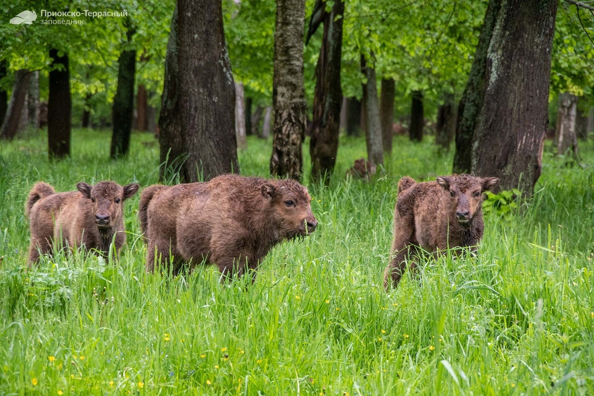 Изменились цены на посещение объектов Приокско-Террасного заповедника