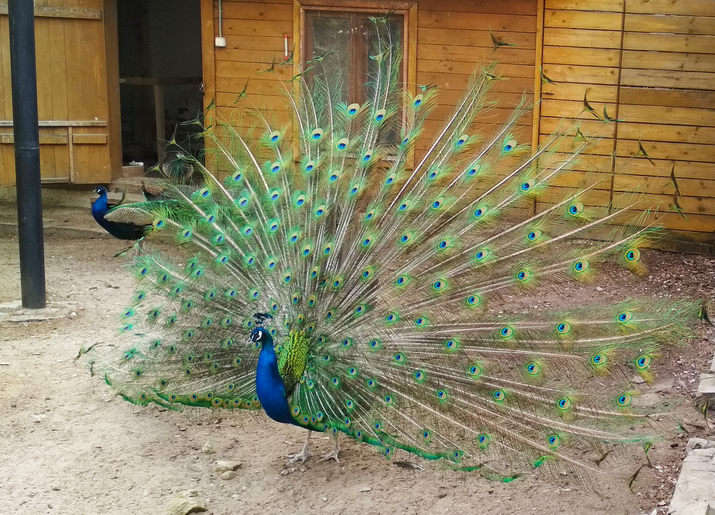 Павлинник во Владычном монастыре