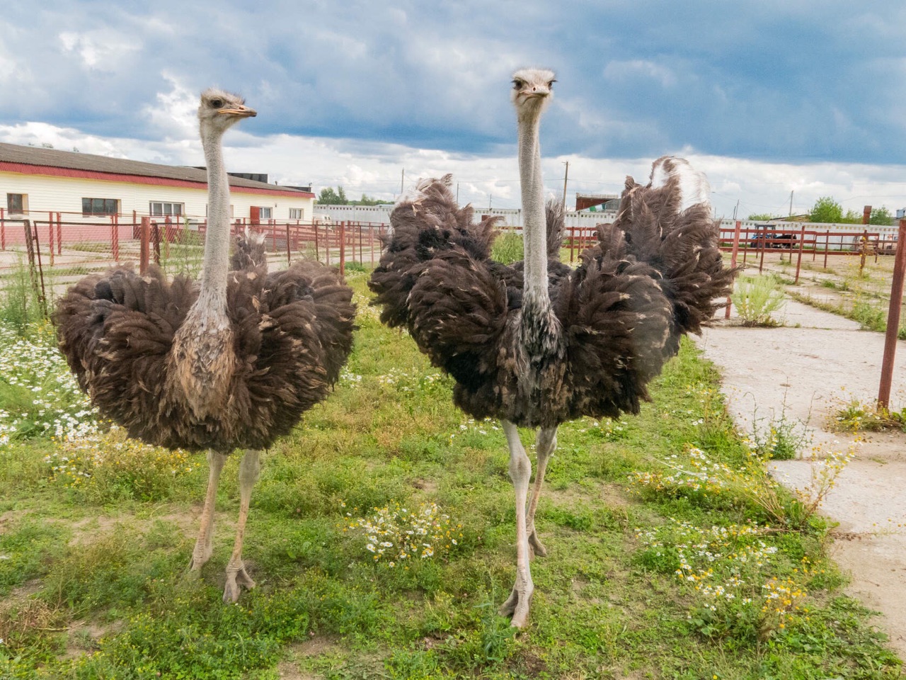 Страусиная ферма «РУССКИЙ СТРАУС»