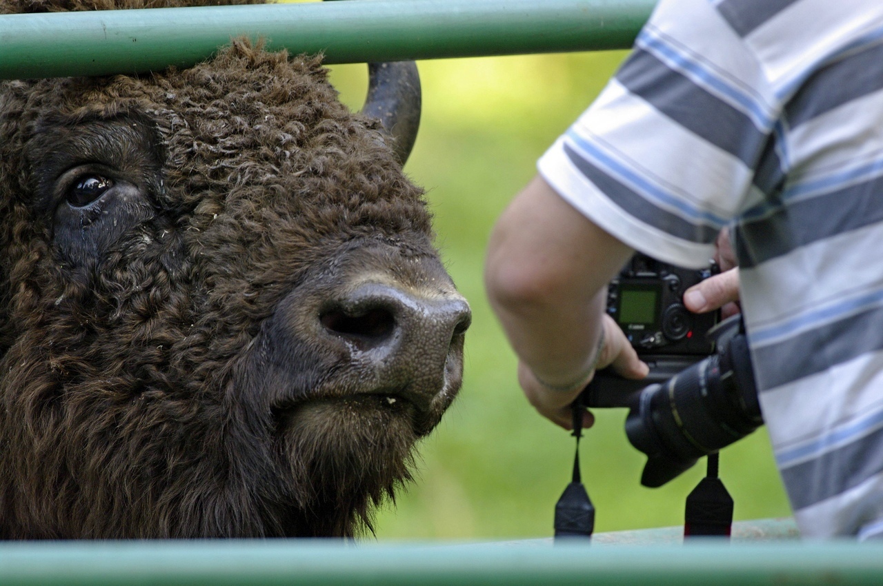 Приокско-Террасный заповедник вошёл в ТОП-10 самых красивых национальных парков России