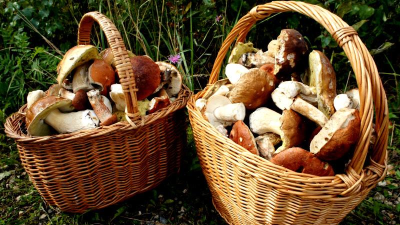 Грибные места