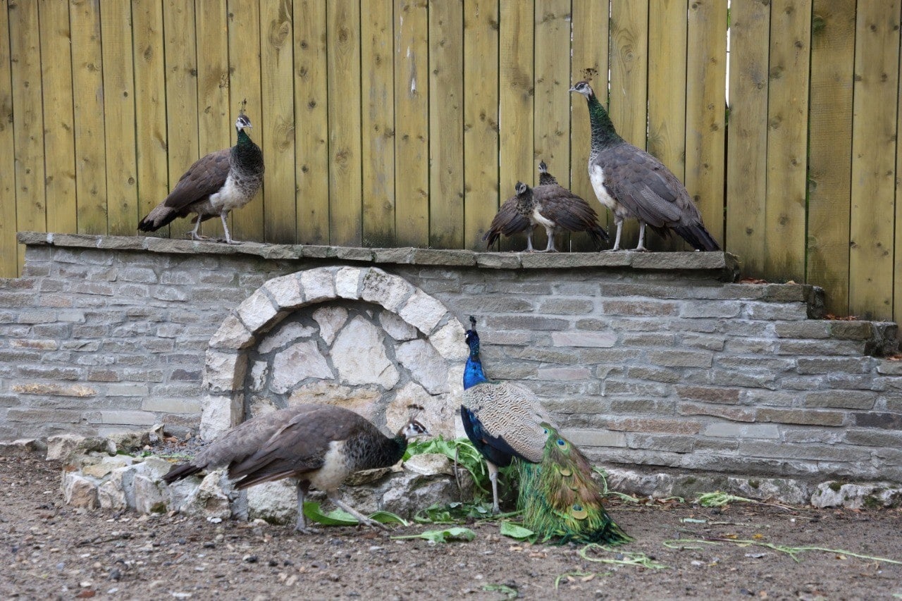 В семье павлинов пополнение!