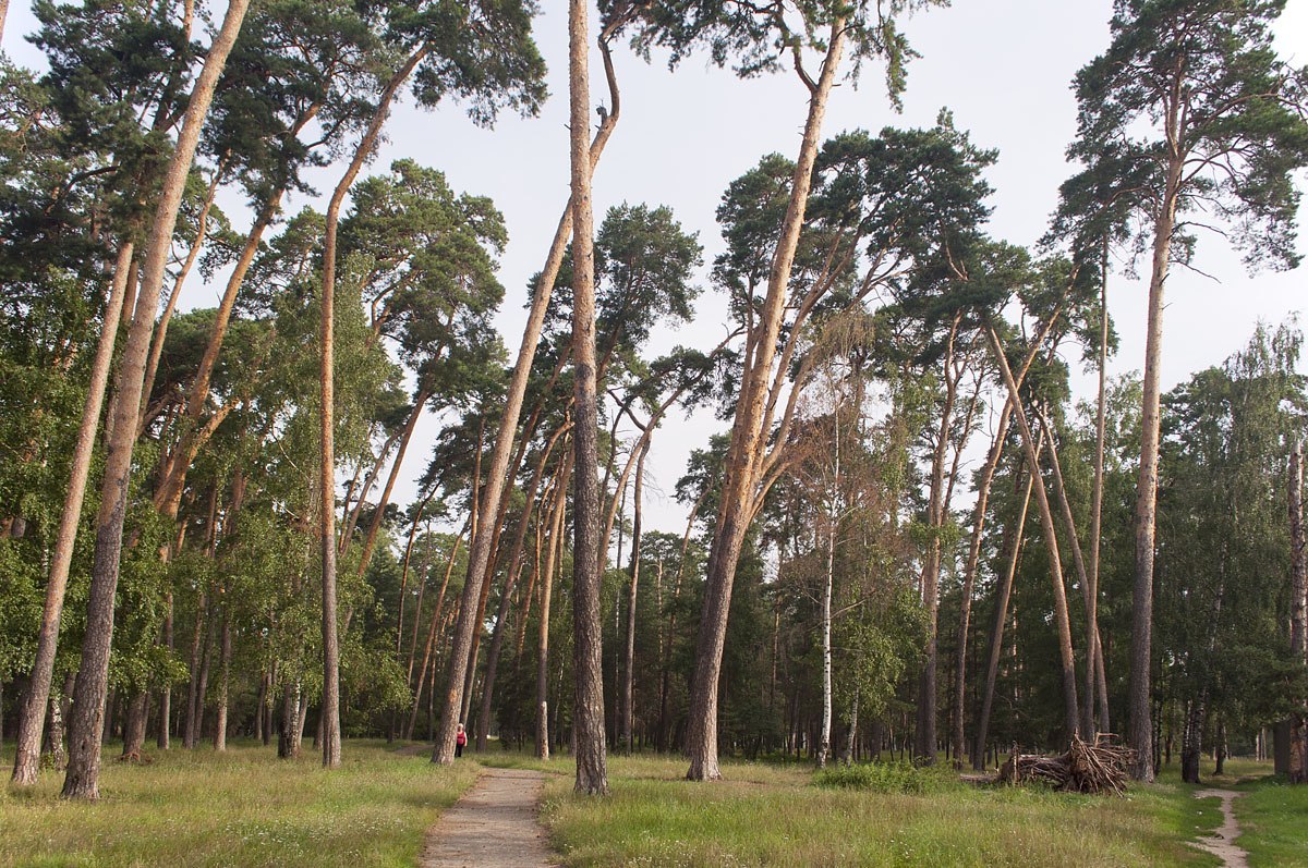 Городской бор