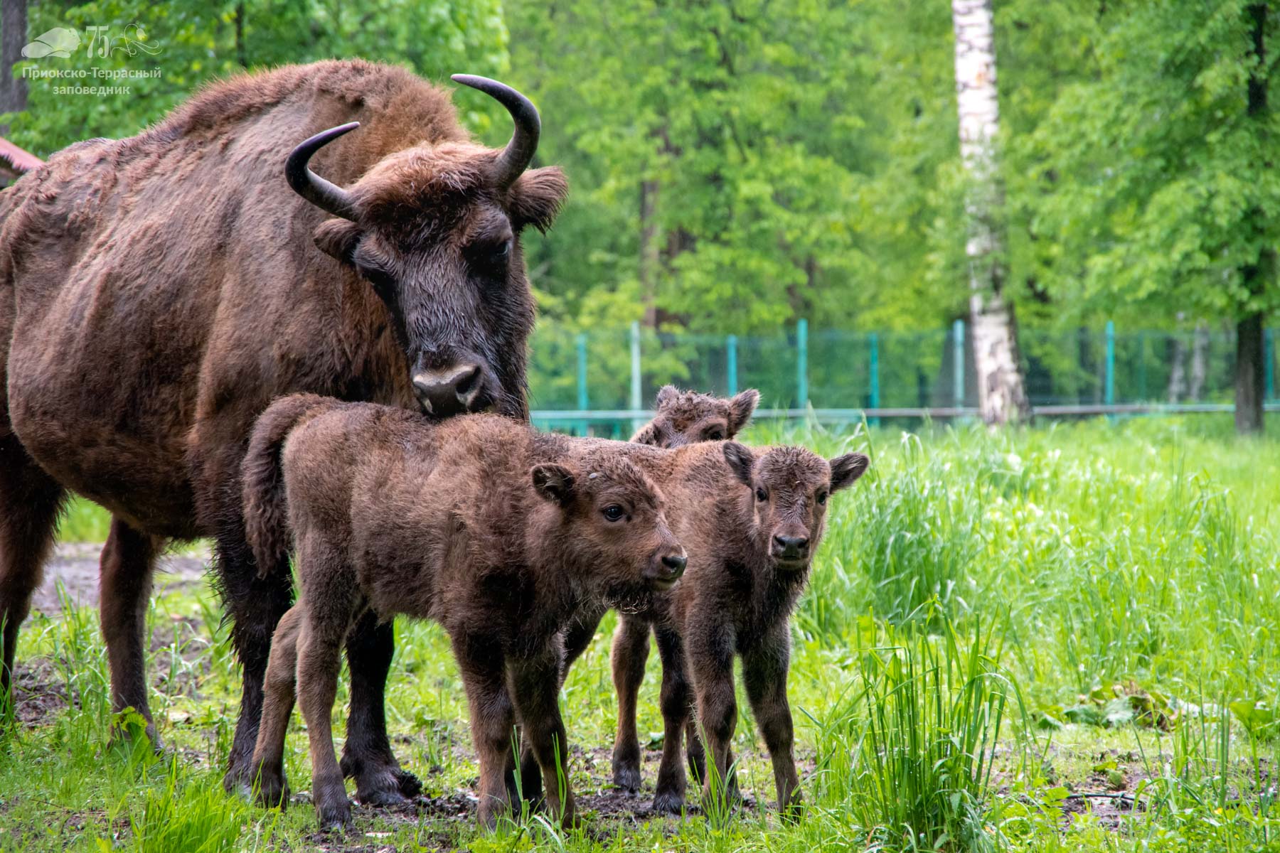 Кормить зубров разрешается!