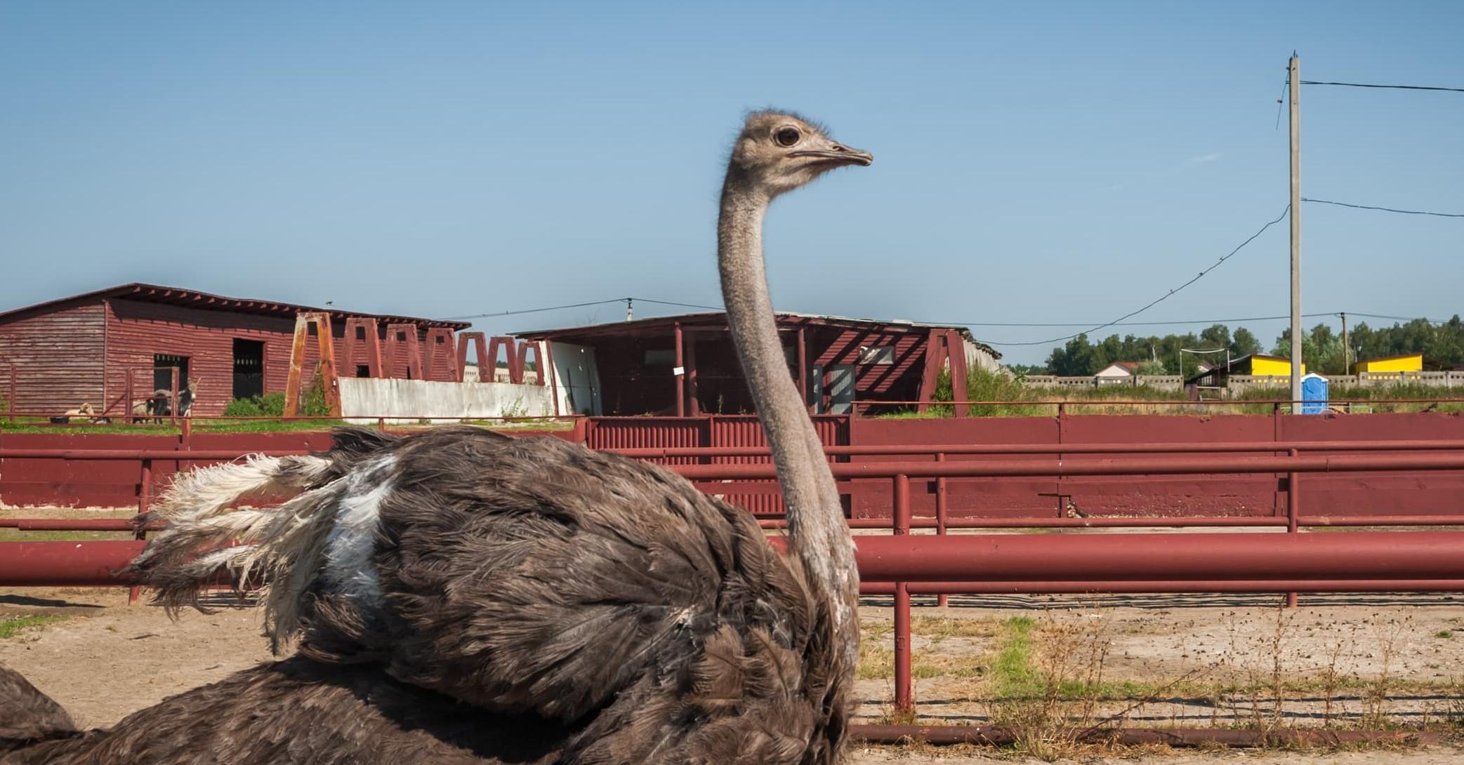 Страусиная ферма
