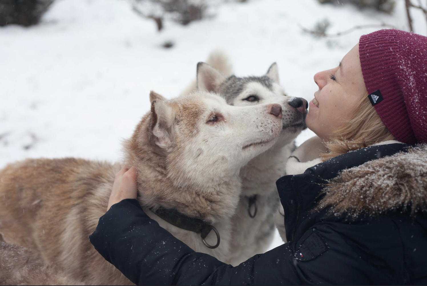 Питомник сибирских хаски «Husky evolution»